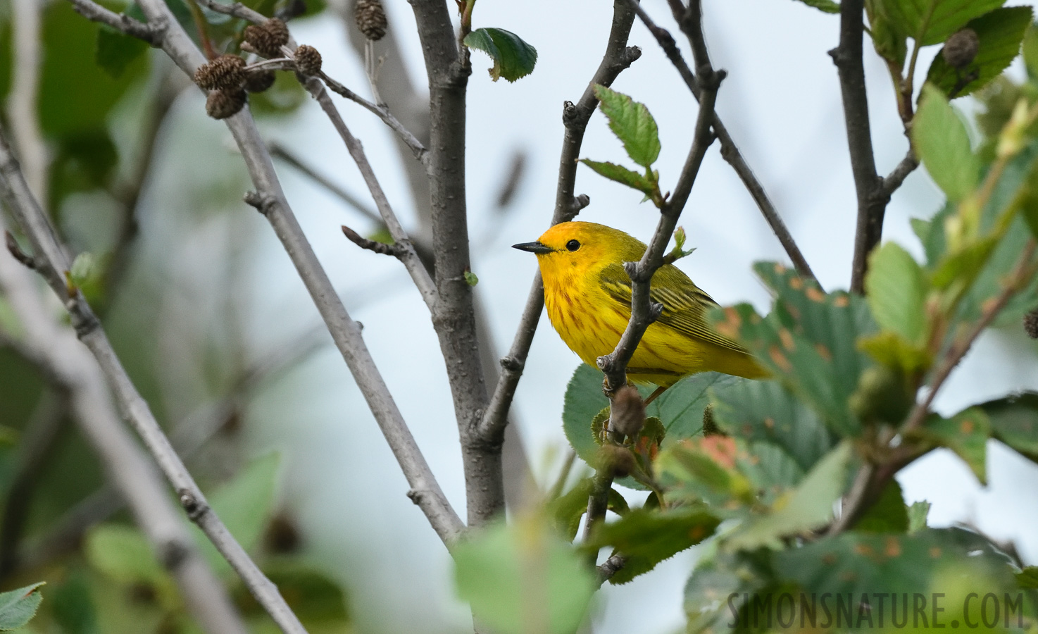 Setophaga petechia [400 mm, 1/1250 Sek. bei f / 8.0, ISO 1600]